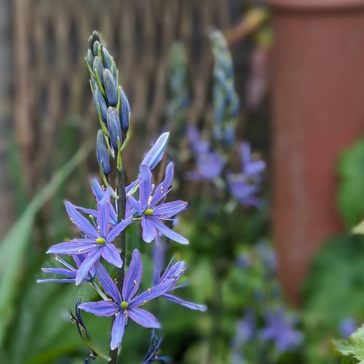 Plant image Camassia leichtlinii subsp. suksdorfii (Caerulea Group)