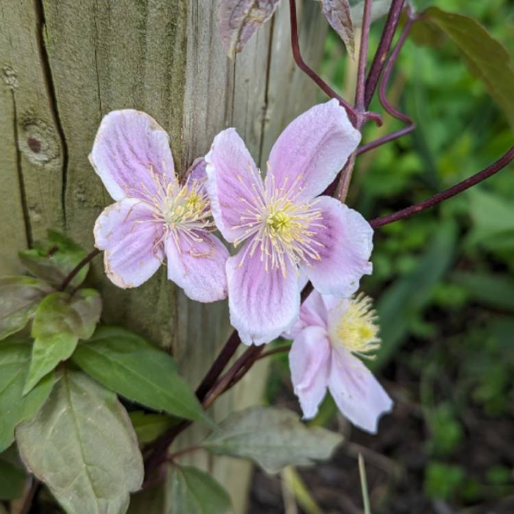 Plant image Clematis montana