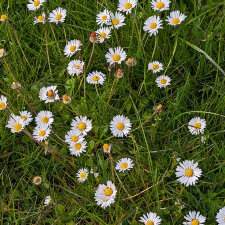 Plant image Bellis perennis