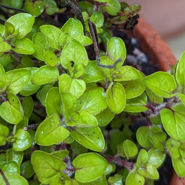 Plant image Origanum Vulgare