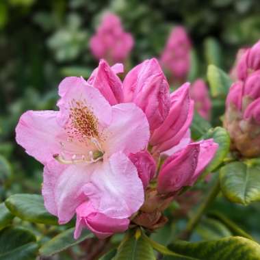 Rhododendron  (Rhododendron Varieties)