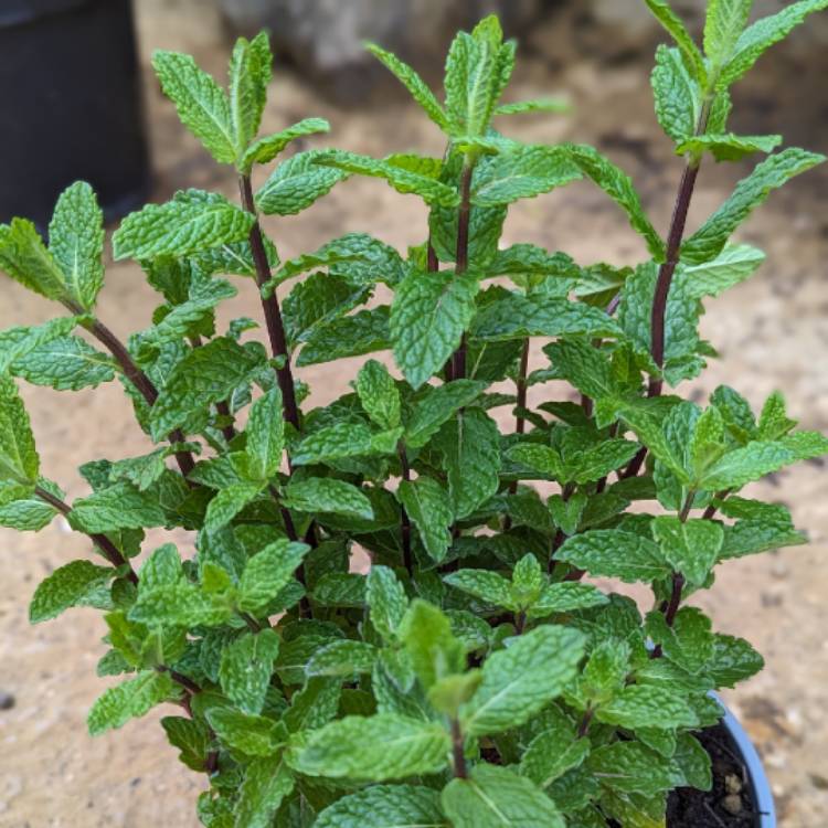 Plant image Mentha spicata var. crispa 'Moroccan'