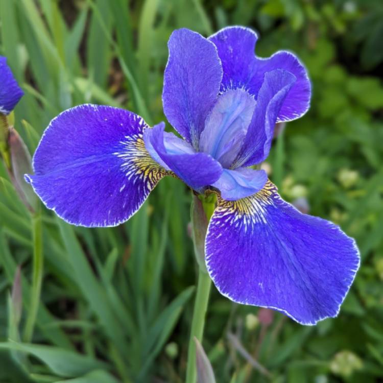 Plant image Iris sibirica 'Silver Edge'