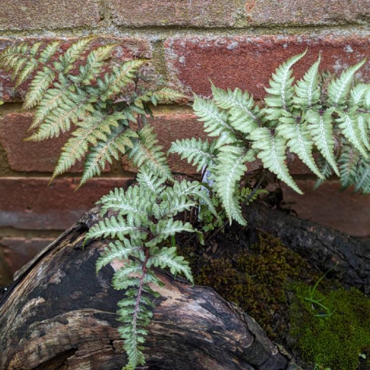 Plant image Athyrium Niponicum 'Ursula's Red'