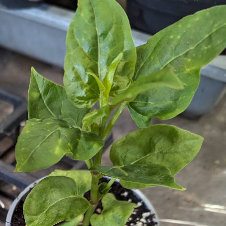 Plant image Mirabilis Jalapa