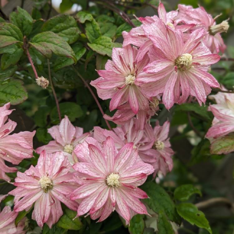 Plant image Clematis montana 'Marjorie'