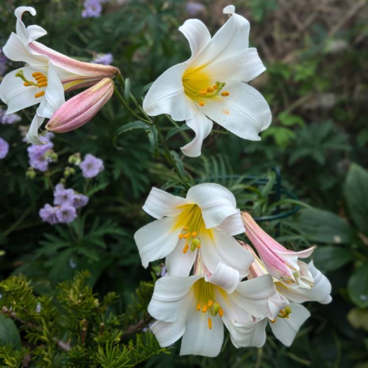 Plant image Lilium candidum