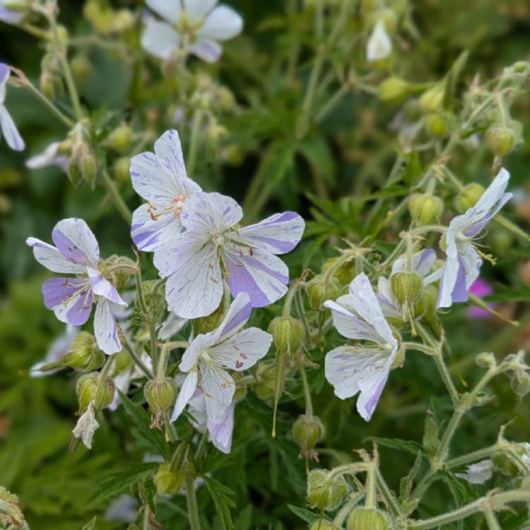 Plant image Geranium pratense 'Striatum' syn. Geranium pratense 'Splish Splash'