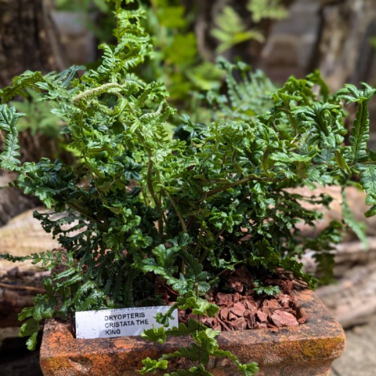 Plant image Dryopteris affinis 'Cristata' syn. 'The King'