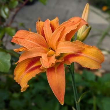 Hemerocallis