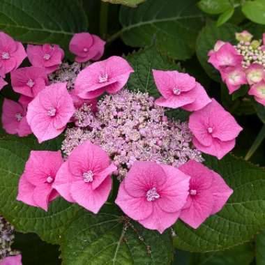 Hydrangea