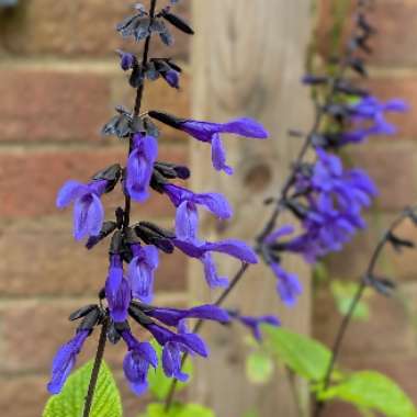 Salvia Black And Bloom