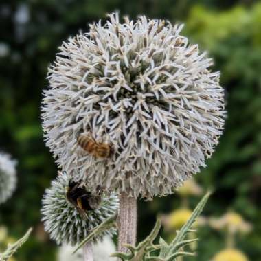 Globe Thistle 'Arctic Glow'