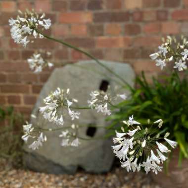 African Lily