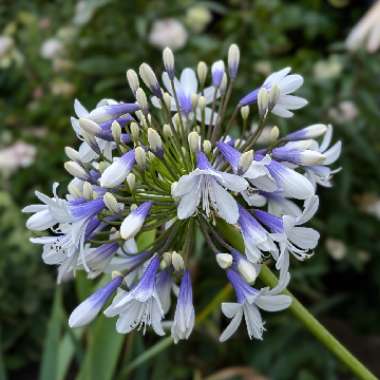 African Lily 'Queen Mum'