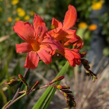 Montbretia 'Emily McKenzie'