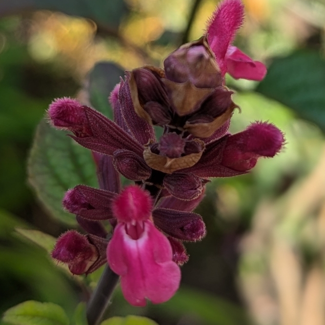 Plant image Salvia involucrata 'Mulberry Jam'