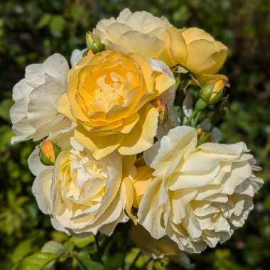 Rose 'Graham Thomas' (Climbing)