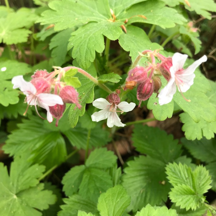 Plant image Geranium macrorrhizum 'Bevan's Variety'