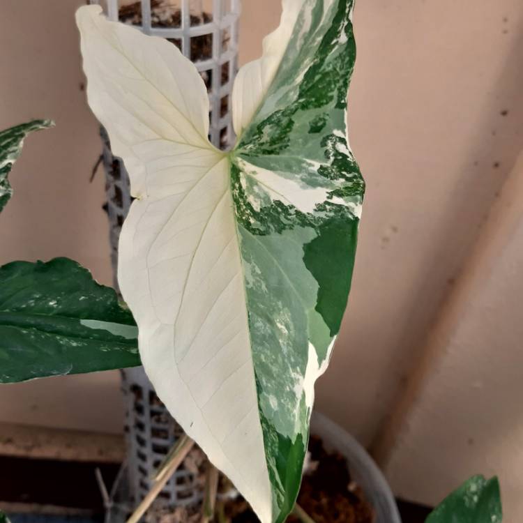 Plant image Syngonium Podophyllum Variegata