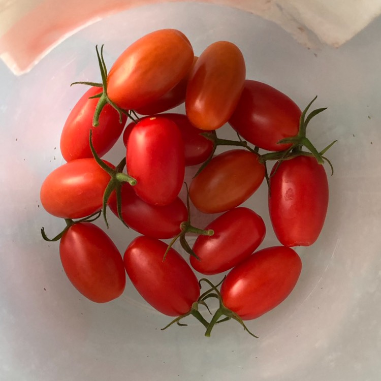 Plant image Solanum lycopersicum 'Pomodora Roma Nano'