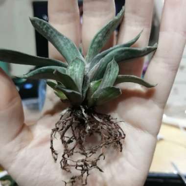 Gasteria Gracilis