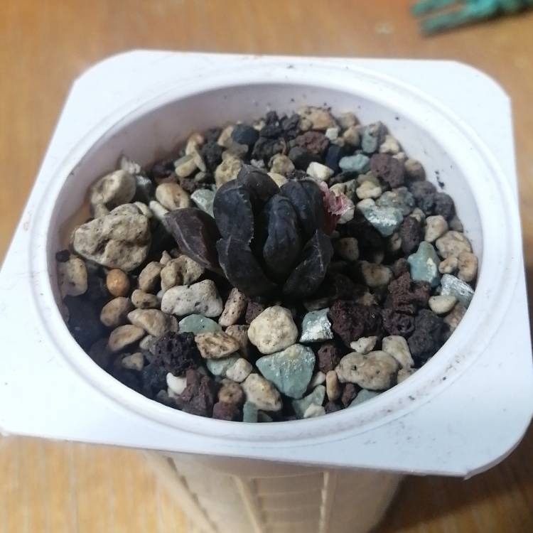 Plant image Haworthia cooperi var. truncata 