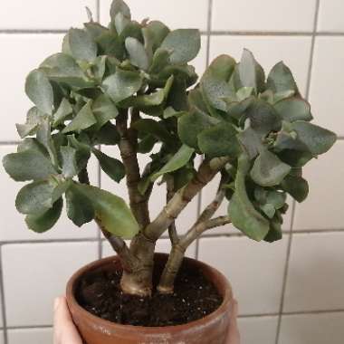 Crassula arborescens subsp. 'Undulatifolia'