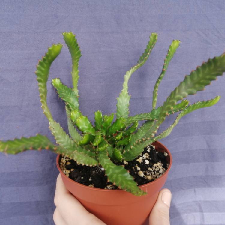 Plant image Euphorbia stellata