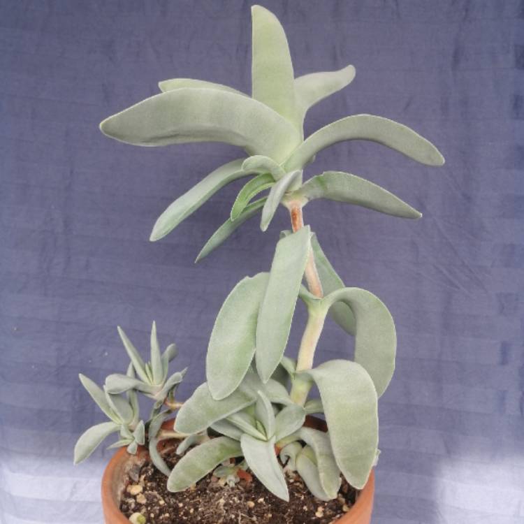 Plant image Crassula Falcata