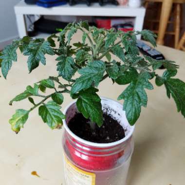 Bush Tomato 'Terenzo' (Cherry Tomato)