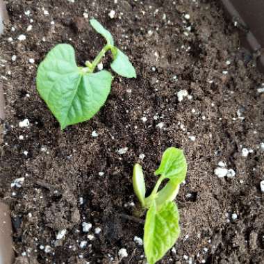 Climbing French Bean 'Kentucky Wonder'