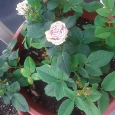 Rose (Miniature)