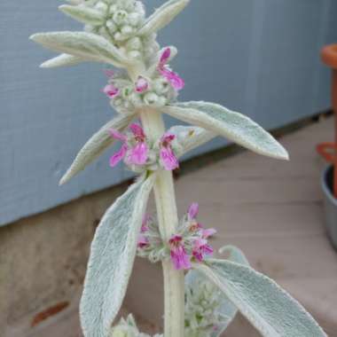 Lambs Ear 'Helen Von Stein'