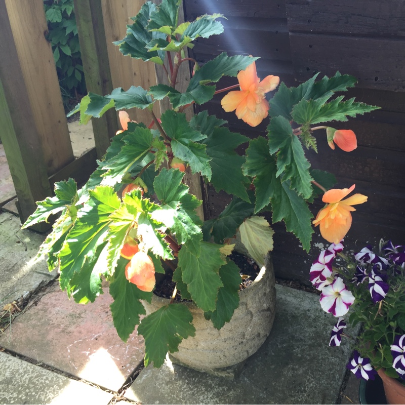 Cilla's garden