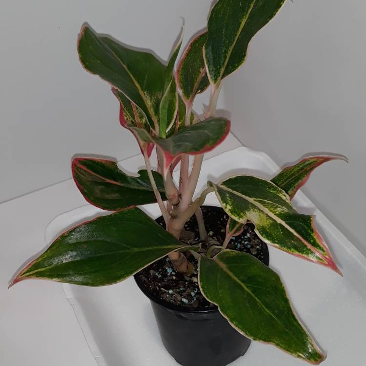 Plant image Aglaonema