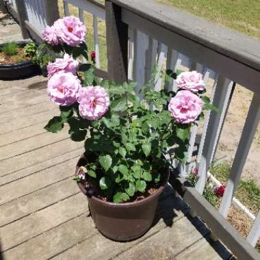 Floribunda Rose 'Love Song'