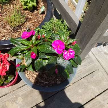 New Guinea Impatiens