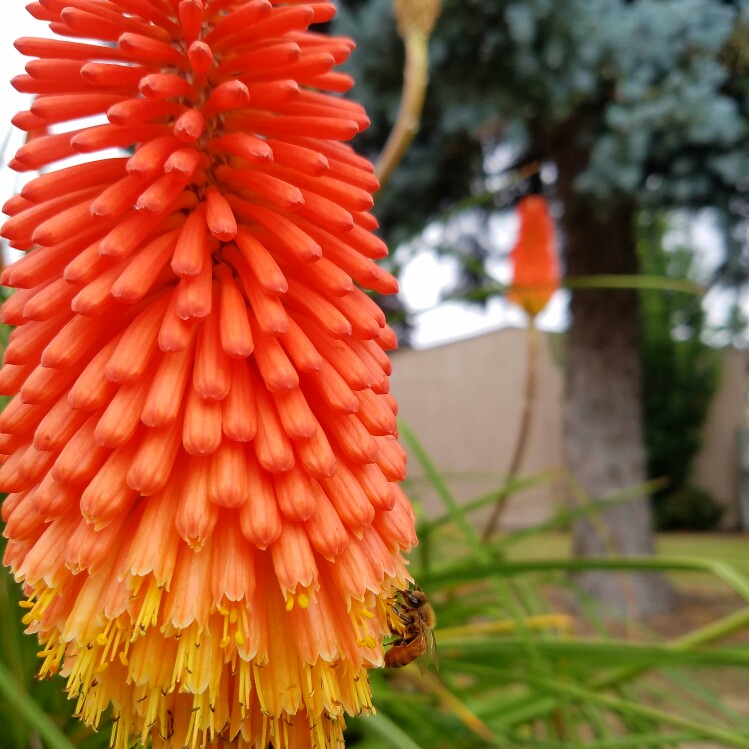 Plant image Kniphofia 'Creamsicle' (Popsicle Series)