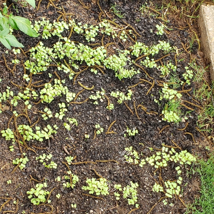 Plant image Brassica Rapa subsp. Rapa