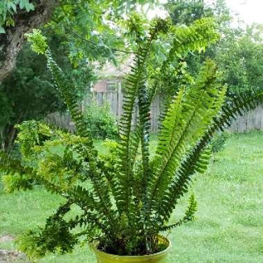 Nephrolepis exaltata 'Petticoat'