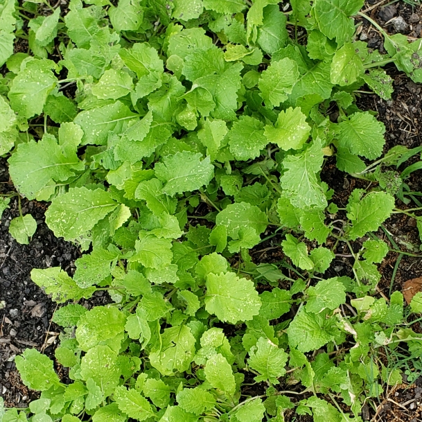 Plant image Brassica Rapa subsp. Rapa