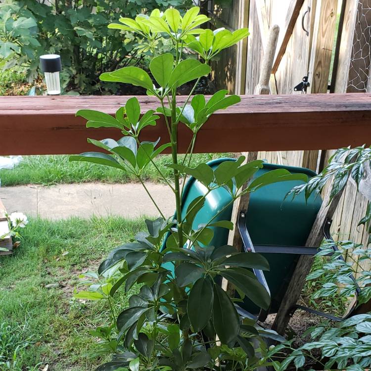 Plant image Schefflera actinophylla