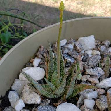 Aloe hybrid 'Pink Blush'