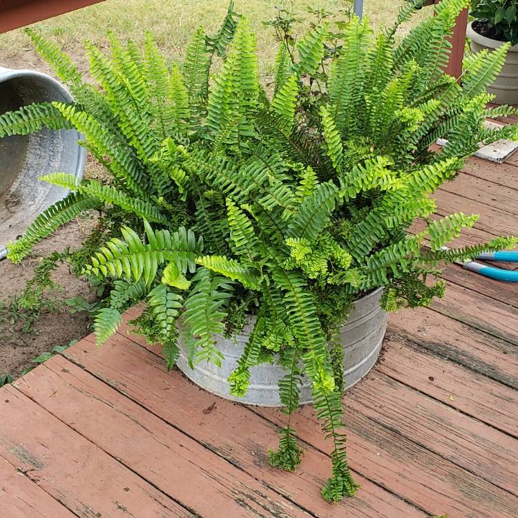 Plant image Nephrolepis exaltata 'Petticoat'