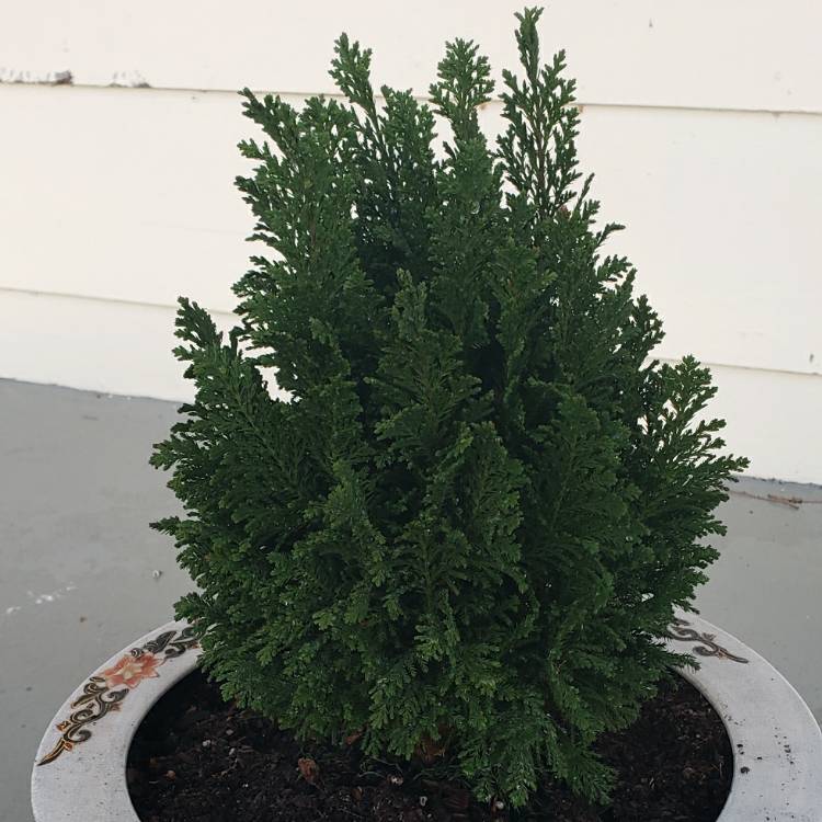 Plant image Juniperus