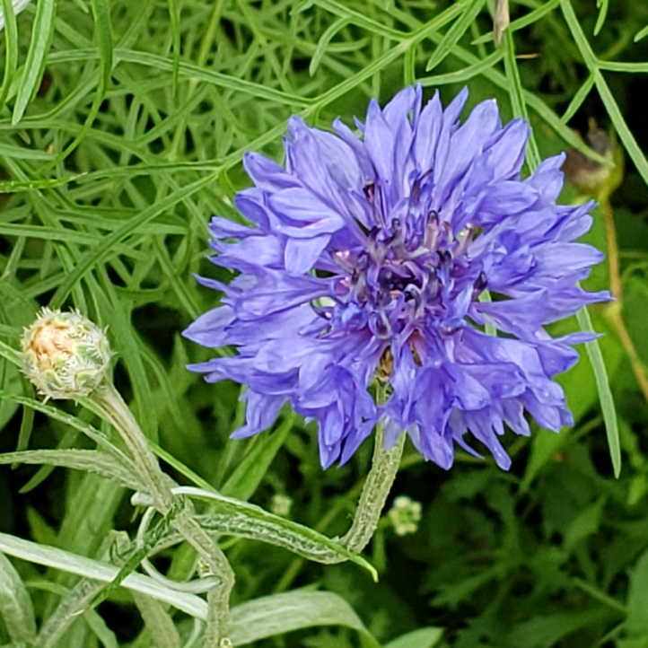 plant image 1311448