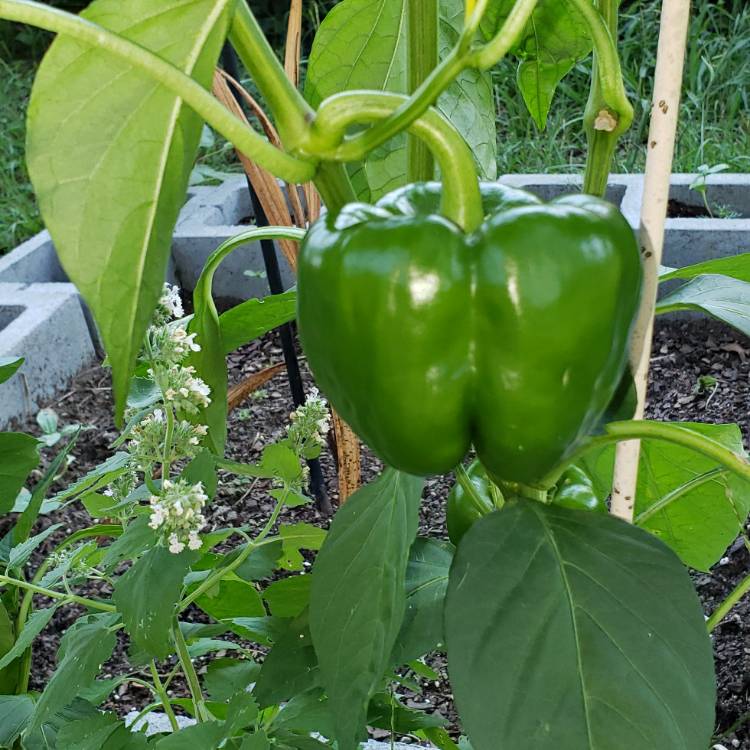 Plant image Capsicum annuum 'Golden Bell'