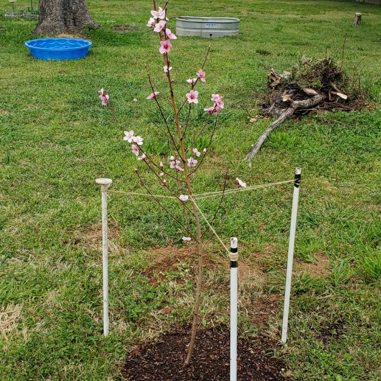 Plant image Prunus persica 'Redskin'