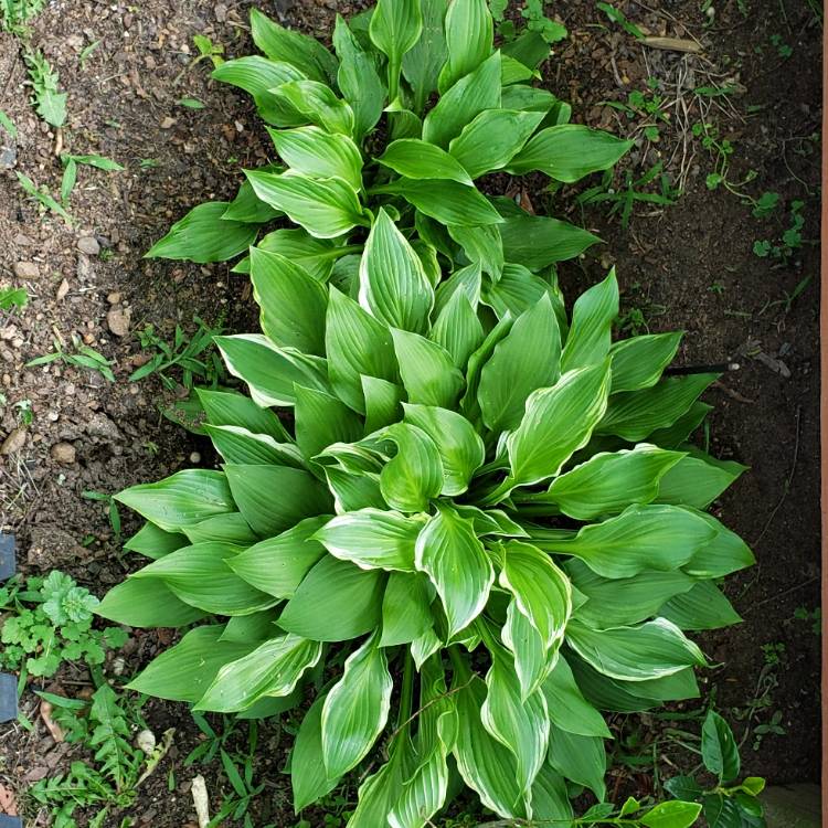 Plant image Hosta 'Aureomarginata' (ventricosa) syn. Hosta ventricosa 'Aureomarginata', Hosta 'Variegata' (ventricosa), Hosta 'Ventricosa Variegata'